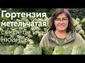 Гортензия метельчатая: секреты и нюансы /Наталья Самойленко/