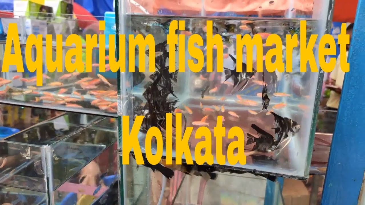 GALIFF STREET FISH MARKET KOLKATA PART-03