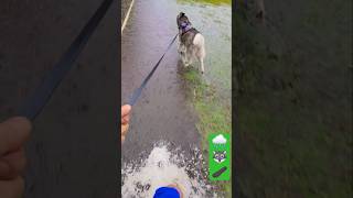 POV, Husky pulls you through big puddles in the rain while you ride a skateboard! #shorts  #pov