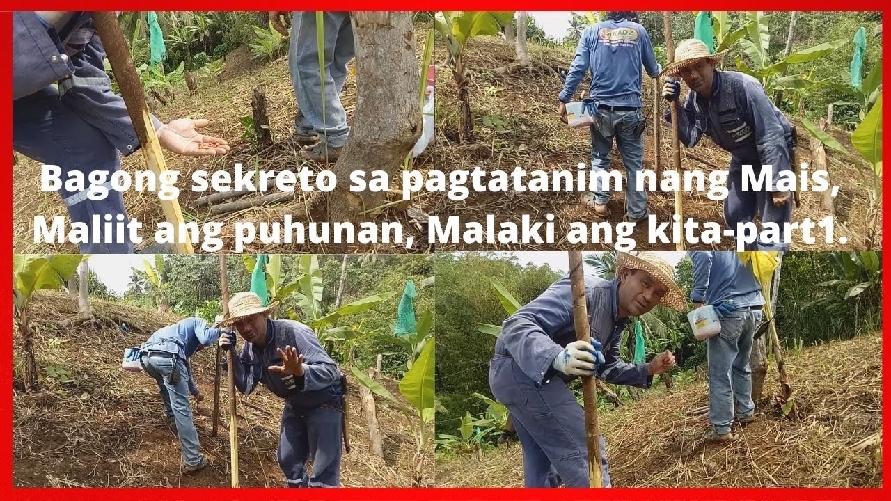 Bagong sekreto sa pagtatanim nang Mais , maliit ang puhunan pero malaki ang Kita /Ani. Alamin???