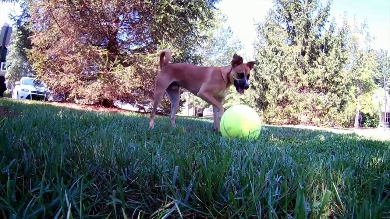 Giant Tennis Ball Dog Toy