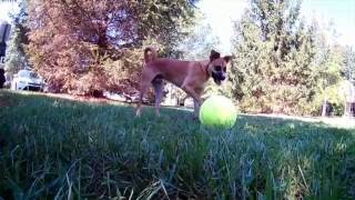 Giant Tennis Ball Dog Toy