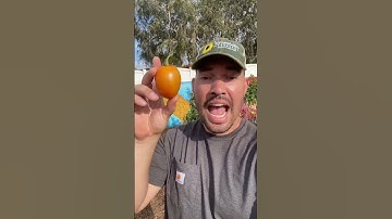 Vine-ripened tomatoes are a myth