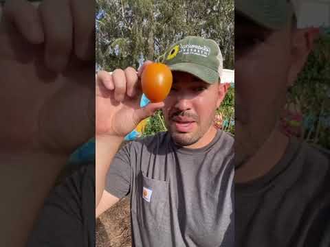 Video: Što je rajčica smeđeg mesa - njega i berba rajčice smeđeg mesa
