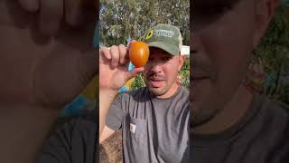 Vineripened tomatoes are a myth