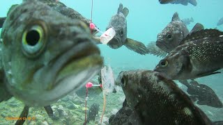 堤防からの水中撮影　甘エビの頭で釣りをします　20200604