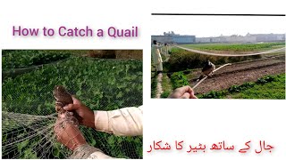 How to Catch a Quail with Net Batair Ka Shikar | Quail Hunting | Hunting in Pakistan by Hunting Lovers 823 views 2 years ago 1 minute, 5 seconds