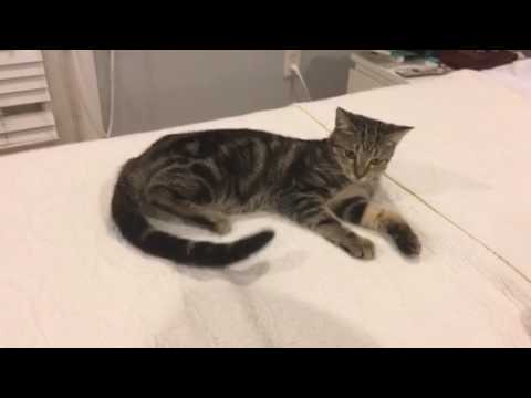 Gato con rabo rítmico