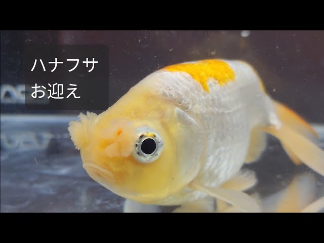 ハナフサらんちゅうをお向えしたので観察します。木村養魚場産の金魚
