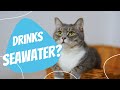 Can cat drinks seawater? | Kidney efficiency