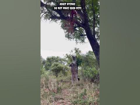 Adult hyenas do not make good pets because they are aggressive and