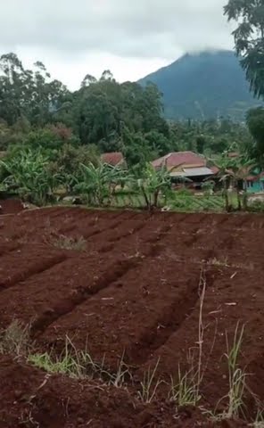 Pertanian sistim terasering #pertanian #pertanianorganik #pertaniannusantara #terasering #pedesaan