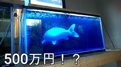 世界最強アクアリウム Youtube