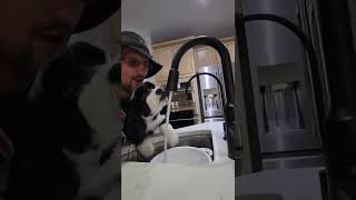 My Dog Doesn't Know how to Drink Water! (FGTeeV Shorts)