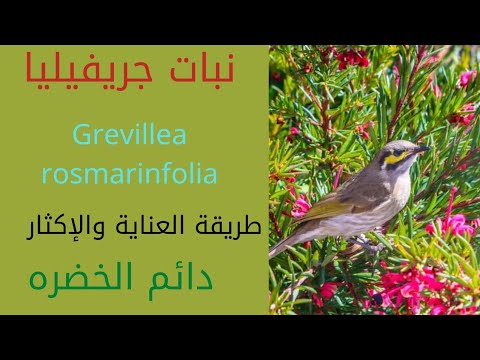 فيديو: معلومات زراعة Grevillea - زراعة Grevillea في الحديقة