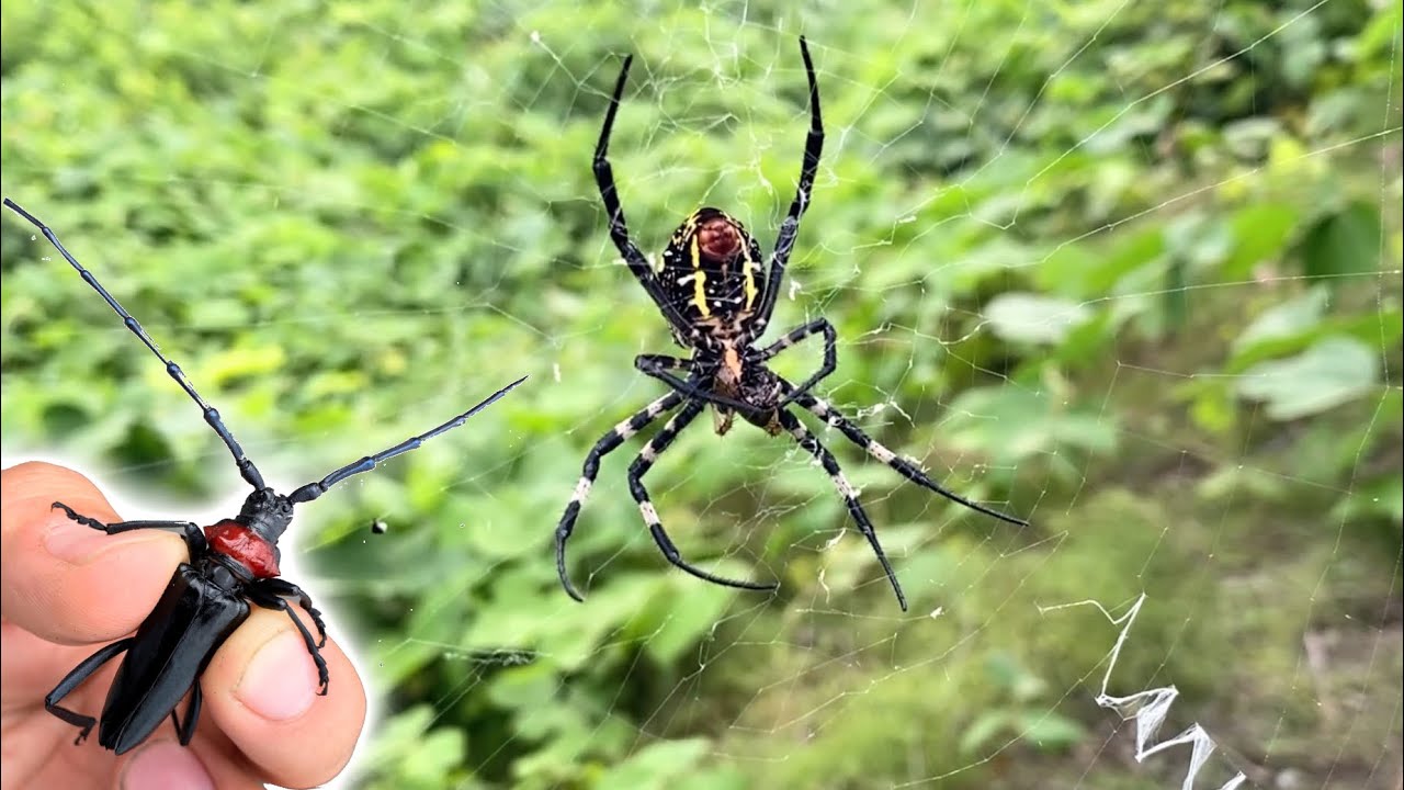 If You Throw An Insect Into A Huge Spider Web Youtube