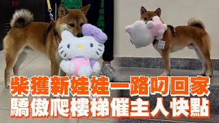 柴犬獲得新娃娃一路驕傲姿態叼回家寵物動物柴柴精選影片