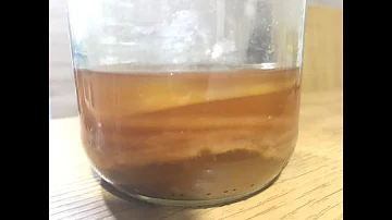 Como preparar kombucha do Himalaia?