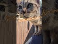 ㊗️チャンネル登録者2万人突破記念動画🎉🎉 肩乗りニャン様#猫#肩乗り#可愛い #ねこのいる暮らし #cat#Short