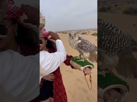 Vídeo: O falcoeiro tem romance?