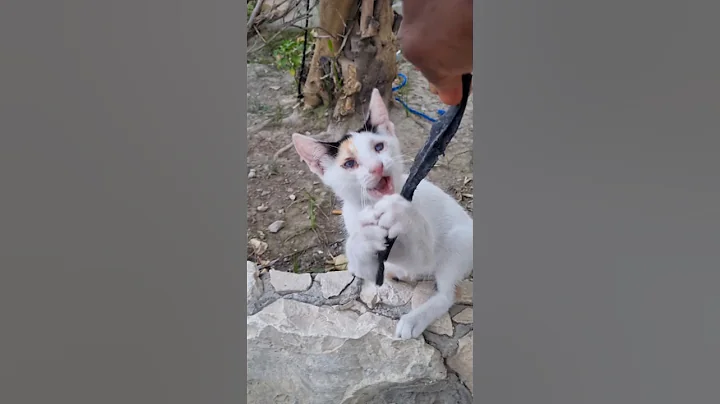 Video 11379711: cut cat funny