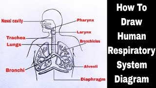 Easy Human Respiratory System Diagram | How To Draw Human Respiratory System | मानव श्वसन प्रणाली