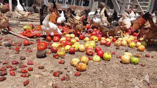 Chickens eat fruits