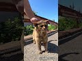 「ニャ〜」と鳴きながら一直線。ナデナデが大好きな甘えん坊サビちゃん #猫 #cat