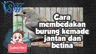 DSH - How to differentiate the sex of male and female kemade birds