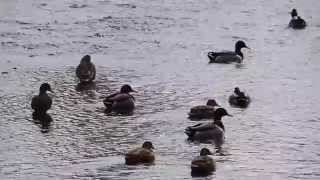 Patke U Stubičkim Toplicama