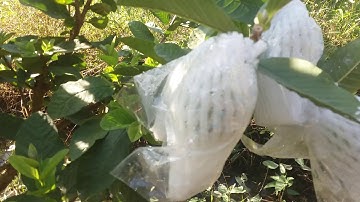 Guava10. lưu ý tỉa cành để Ổi ra nhiều trái không bị gãy nhánh... #KyThuatTrongOiHakiOfficial