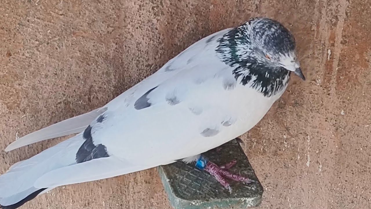 #12 ghantey ki average ke Punjabi,,, Jalalabad se HASEEN BHAI WASIM BHAI KE PUNJABI KABUTAR #pigeon 