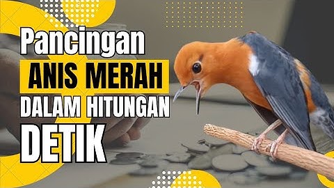 LANGSUNG RESPON! 100% efektif buat pancingan Anis merah bisu macet total biar bunyi kembali | 26