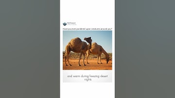 The Camels and their perfect design in Quran. Clip by@Deencitynyc