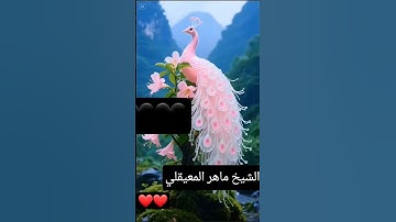 الشيخ #ماهر_المعيقلي # تلاوه #هادئه #جميله #قران الكريم #ماهر_المعيقلي 🤍🤍🤍