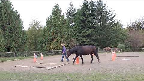 Trailer loading with horse clicker training part 3 preliminary tasks