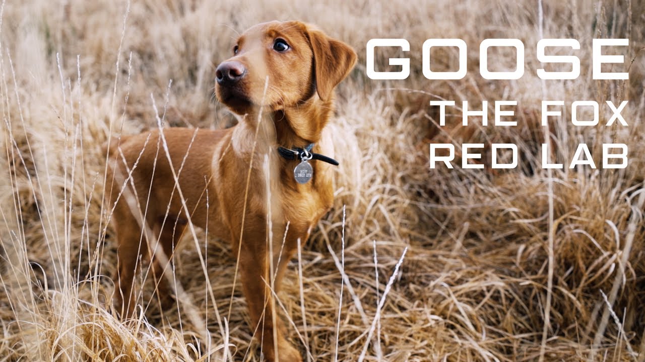 Goose The Fox Red Labrador - Our New Family Member! (4K)