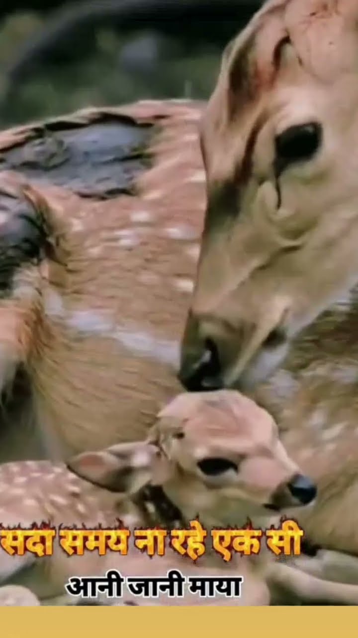 💖Love You ज़िंदगी💞 - ShareChat