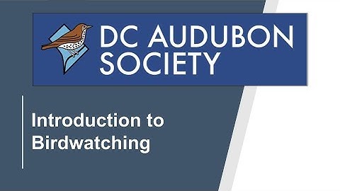 Intro to Birding Part I