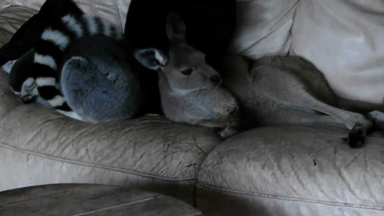 horseshoe bend Kangaroo sucks his toes with lemur pals