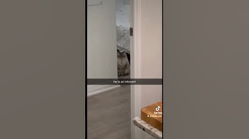 He is a introvert 🐈  #cat #cutecat #cats #catlover #kitten #catvideos #kitty #fyp #funny #viral