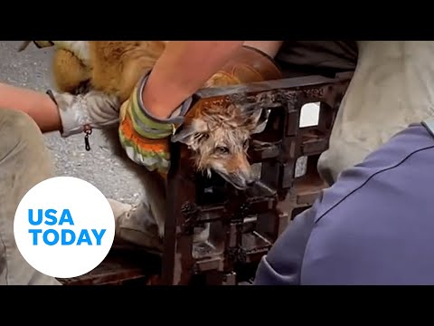 First responders rescue curious fox with head stuck in a sewer grate | USA TODAY