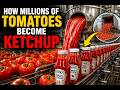 How Millions Of Tomatoes Become Ketchup