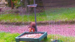 Holy Loch And Garden Wildlife Dunoon Scotland