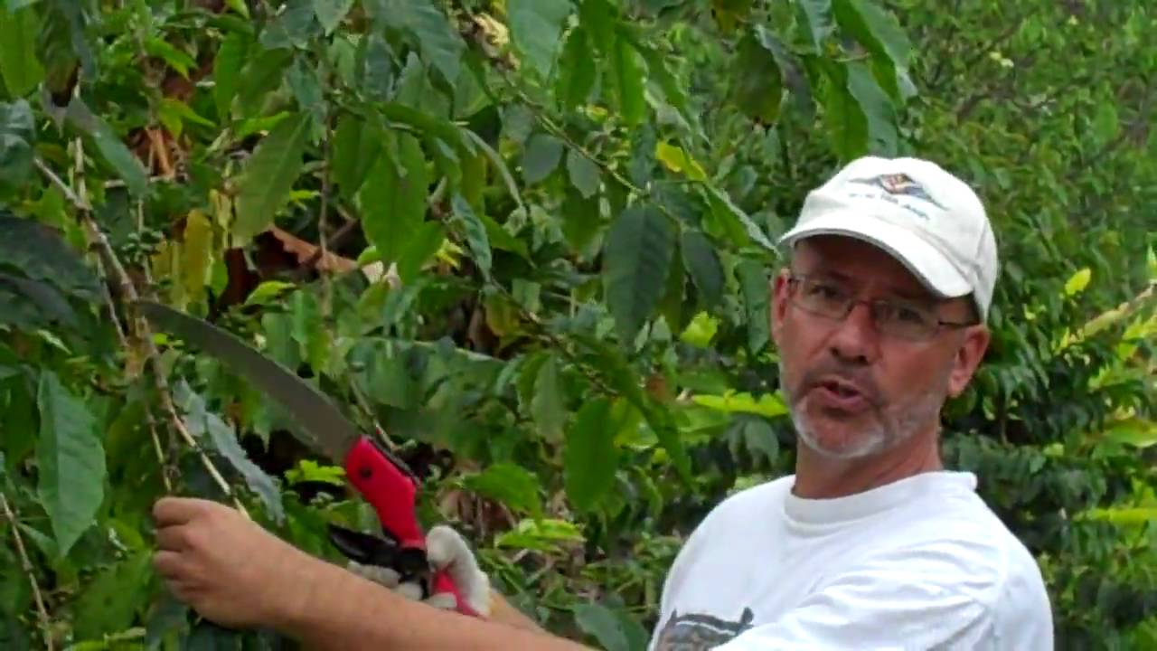 Pruning At Kona King Coffee Farm Mp4 Youtube