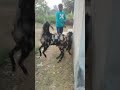 goat jumping