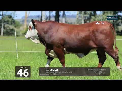 46 J442