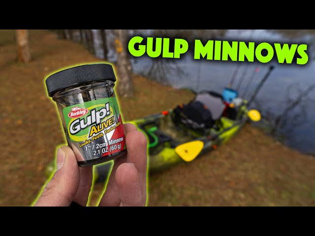 Fishing With Berkley Gulp 1 Minnows For Whatever Bites! 