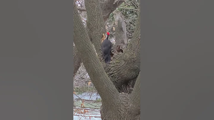 woodpecker having fun