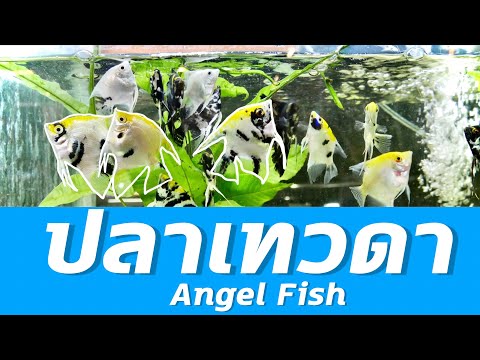 เลี้ยงปลาเทวดา : พาเพลิน อะควาติก EP 2